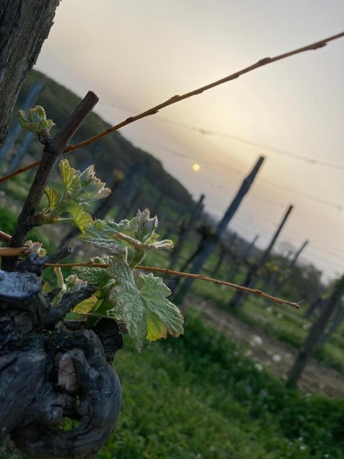 Domaine Labouroume Hotel Salies-de-Béarn Eksteriør billede