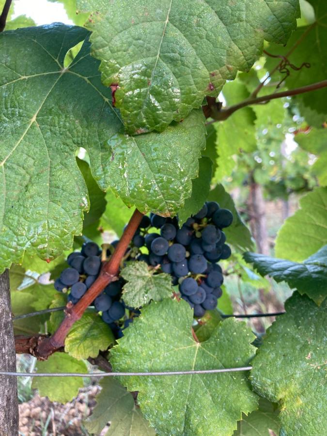 Domaine Labouroume Hotel Salies-de-Béarn Eksteriør billede