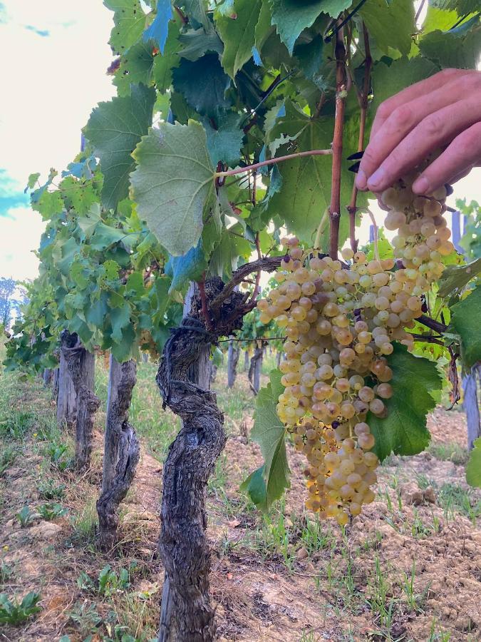 Domaine Labouroume Hotel Salies-de-Béarn Eksteriør billede